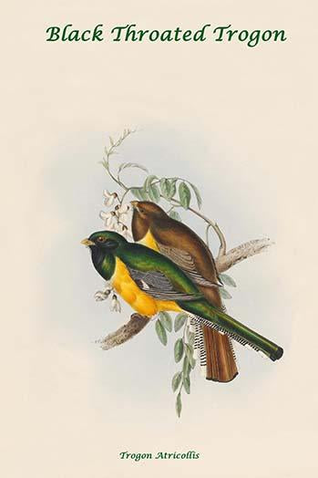 Black Throated Trogon Poster Print by John Gould showcasing vibrant bird colors.