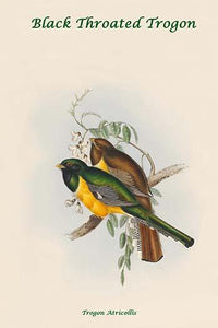 Black Throated Trogon Poster Print by John Gould showcasing vibrant bird colors.