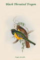 Black Throated Trogon Poster Print by John Gould showcasing vibrant bird colors.