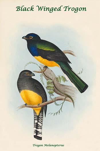 Trogon Melanopterus - Black Winged Trogon Art Print by John Gould