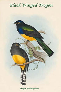 Trogon Melanopterus - Black Winged Trogon Art Print by John Gould