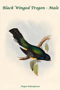 Trogon Melanopterus Black Winged Trogon Male Poster Print by John Gould