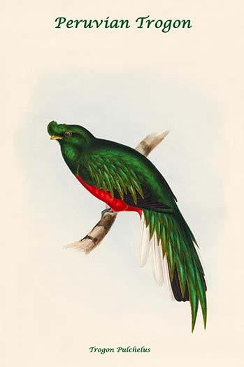 Trogon Pulchelus - Peruvian Trogon Art Print by John Gould