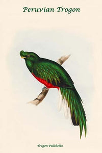 Trogon Pulchelus - Peruvian Trogon Art Print by John Gould