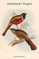 Trogon Temminckii - Temminck's Trogon Poster Print by John Gould.