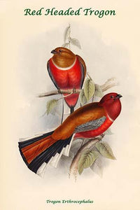 Red Headed Trogon Poster Print by John Gould, showcasing vibrant colors and intricate details.