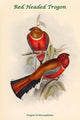 Red Headed Trogon Poster Print by John Gould, showcasing vibrant colors and intricate details.