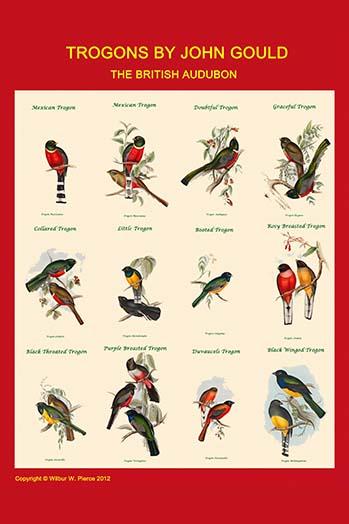 Gould Trogon Poster Print by John Gould showcasing vibrant bird artwork.