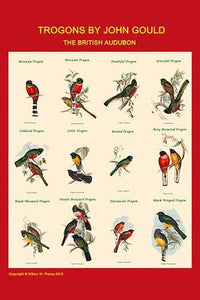 Gould Trogon Poster Print by John Gould showcasing vibrant bird artwork.