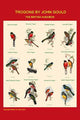 Gould Trogon Poster Print by John Gould showcasing vibrant bird artwork.