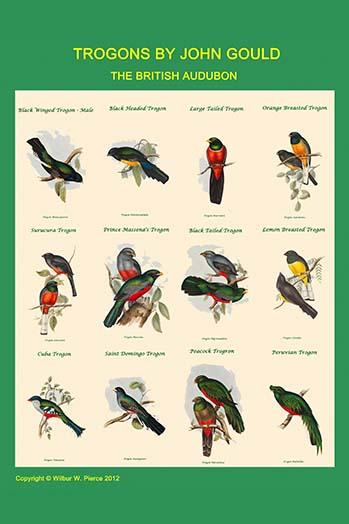 Gould Trogon Poster Print by John Gould showcasing vibrant colors.