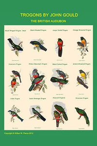 Gould Trogon Poster Print by John Gould showcasing vibrant colors.