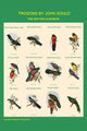 Gould Trogon Poster Print by John Gould showcasing vibrant colors.