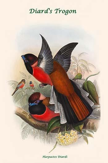 Harpactes Diardi - Diard's Trogon Fine Art Print by John Gould