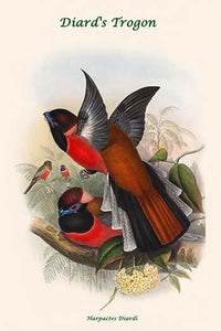 Harpactes Diardi - Diard's Trogon Fine Art Print by John Gould