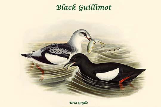 Black Guillimot vintage art print by John Gould