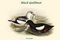 Black Guillimot vintage art print by John Gould