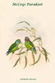 Cyclopsitta Maccoyi McCoy's Parakeet Poster Print by John Gould