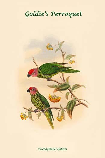 Goldie's Parrot Poster Print by John Gould showcasing vibrant colors.