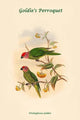 Goldie's Parrot Poster Print by John Gould showcasing vibrant colors.