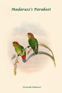 Madarasz's Parakeet Poster Print by John Gould featuring vibrant colors and intricate details.