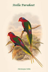 Charmosyna Stellae - Stella Parakeet Poster Print by John Gould