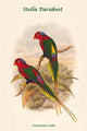 Charmosyna Stellae - Stella Parakeet Poster Print by John Gould