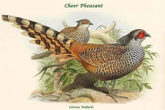 Catreus Wallachi Cheer Pheasant Poster Print by John Gould