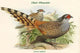 Catreus Wallachi Cheer Pheasant Poster Print by John Gould