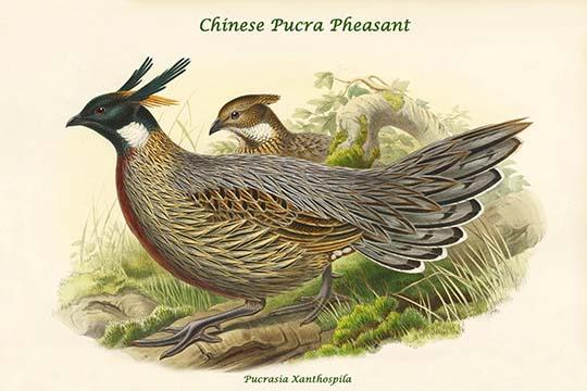 Pucrasia Xanthospila Chinese Pucra Pheasant Poster Print by John Gould
