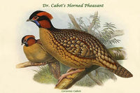 Ceriornis Caboti - Dr. Cabot's Horned Pheasant Poster Print by John Gould