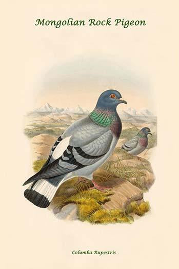 Columba Rupestris Mongolian Rock Pigeon Poster Print by John Gould