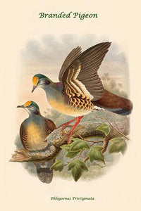 Phlogoenas Tristigmata Poster Print by John Gould showcasing a unique pigeon species.