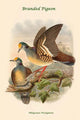 Phlogoenas Tristigmata Poster Print by John Gould showcasing a unique pigeon species.