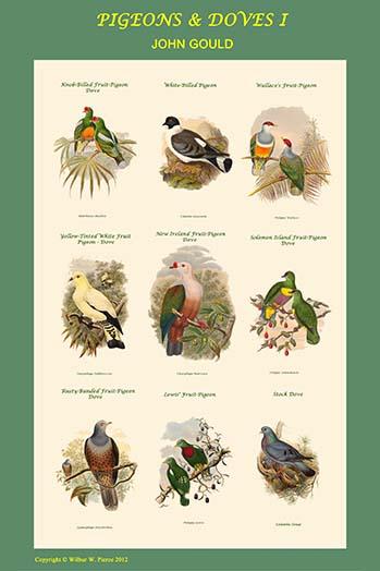 Pigeon Composite I School Room Poster Print by John Gould