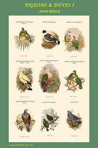 Pigeon Composite I School Room Poster Print by John Gould