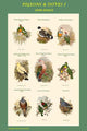 Pigeon Composite I School Room Poster Print by John Gould