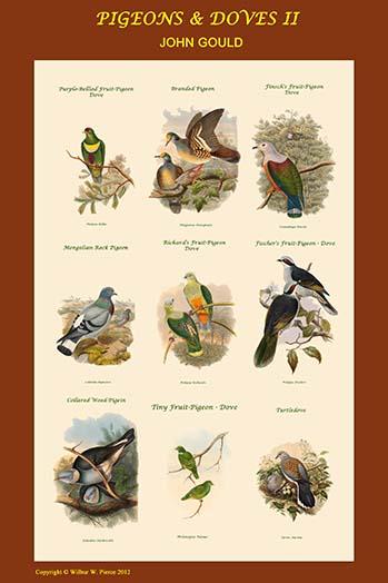 Pigeon Composite II School Room Poster Print by John Gould