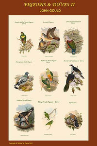 Pigeon Composite II School Room Poster Print by John Gould