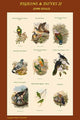 Pigeon Composite II School Room Poster Print by John Gould