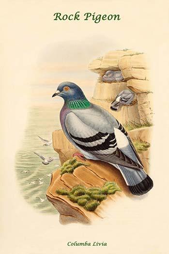Columba Livia Rock Pigeon Poster Print by John Gould