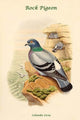 Columba Livia Rock Pigeon Poster Print by John Gould
