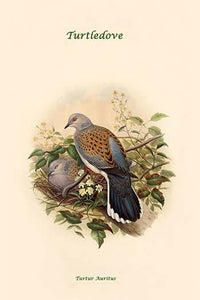 Turtur Auritus Turtledove Poster Print by John Gould