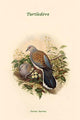 Turtur Auritus Turtledove Poster Print by John Gould