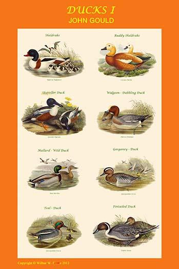 Composite Vertical Ducks Poster Print by John Gould, showcasing beautiful duck artwork.