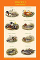 Composite Vertical Ducks Poster Print by John Gould, showcasing beautiful duck artwork.