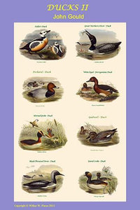 Composite Vertical Ducks Poster Print by John Gould showcasing various duck species.