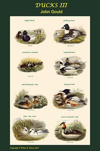 Ducks Composite Vertical Poster Print by John Gould, featuring vibrant illustrations of ducks.