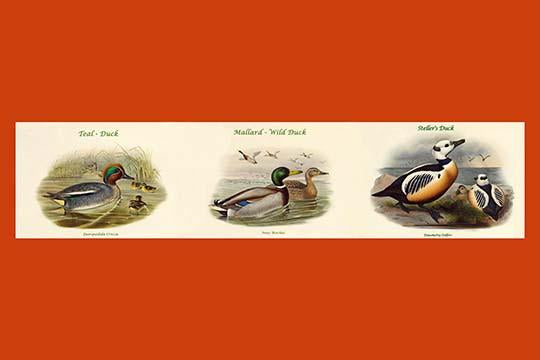 Ducks Composite Horizontal Poster Print by John Gould