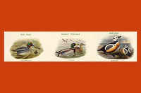 Ducks Composite Horizontal Poster Print by John Gould